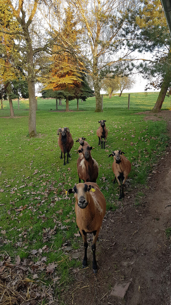 Unsere Tiere – Landpension Am Silberberg in Oberwiera
